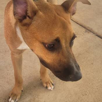 Rescue Mixed Breed Dogs for Adoption in Columbus, Georgia - 10/22/2025-Stray-EdgewoodDrive | PetCurious