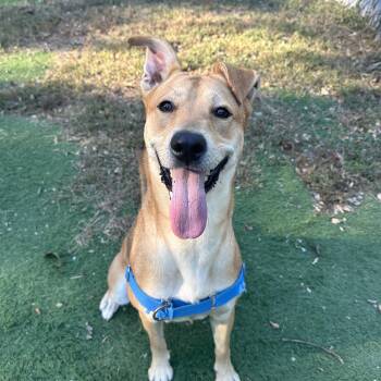 Angel -  Mixed Breed Dog for Adoption in Upper Township, New Jersey - Angel | PetCurious