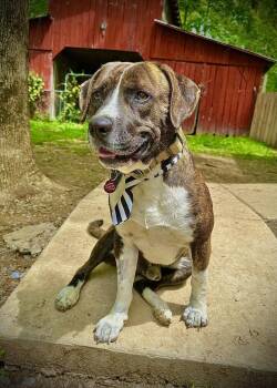 Pit Bull Terrier Dogs Available for Adoption in Nashville, Tennessee - Bosco | PetCurious