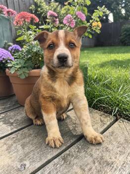 Australian Cattle Dog Blue Heeler Dogs Available for Adoption in Mckinney, Texas - JFK Jr | PetCurious