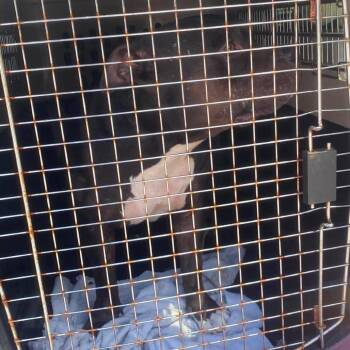 Gretchen Stray Hold 9/6 -  Mixed Breed Dog for Adoption in Huntington, West Virginia - Gretchen Stray Hold 9/6 | PetCurious