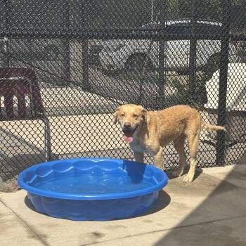 Lafayette -  Retriever and Mixed Breed Dog for Adoption in Bend, Oregon - Lafayette | PetCurious
