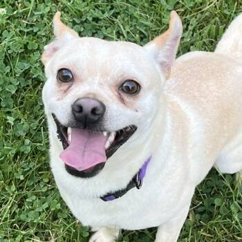 Mars -  Pug and Chihuahua Dog for Adoption in Grayslake, Illinois - Mars | PetCurious