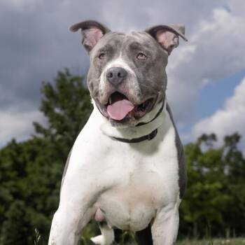 Pit Bull Terrier and Labrador Retriever Dogs Available for Adoption in Franklin, Tennessee - Blu | PetCurious