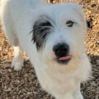 Jack Russell Terrier and Mixed Breed Dogs Available for Adoption in Nashville, Tennessee - Leon | PetCurious