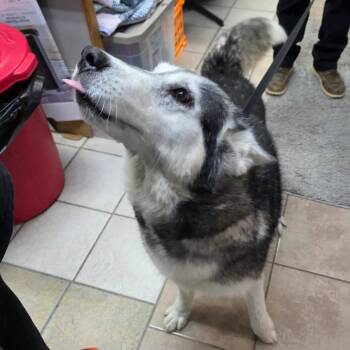 Alaskan Malamute Dogs Available for Adoption - Jenna | PetCurious