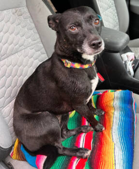 Rescue Chihuahua Dogs for Adoption in Brooklyn Center, Minnesota - Zoe | PetCurious