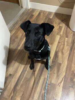 Bear -  Labrador Retriever and Pit Bull Terrier Dog for Adoption in Baldwin, Michigan - Bear | PetCurious