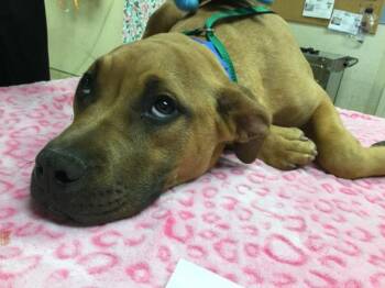 Pit Bull Terrier Dogs Available for Adoption - DAVY | PetCurious