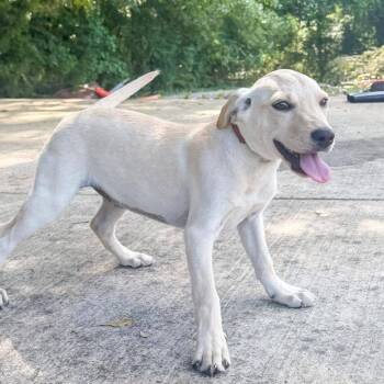 Mixed Breed Dogs Available for Adoption in Groveland, Massachusetts - Stemmy | PetCurious