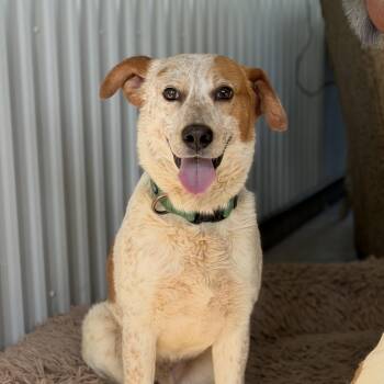 Tom Sawyer -  Australian Cattle Dog Blue Heeler Dog for Adoption in Alliance, Ohio - Tom Sawyer | PetCurious