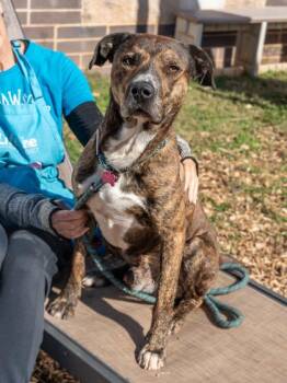 Mixed Breed Dogs Available for Adoption in Chamblee, Georgia - Cavendar | PetCurious