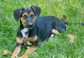 Rescue Shepherd Dogs for Adoption in North Prairie, Wisconsin - **DICE** | PetCurious