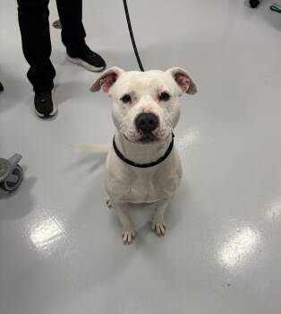 Rescue Pit Bull Terrier Dogs for Adoption in Bourbonnais, Illinois - Rooney | PetCurious