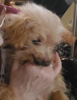 Poodle Dogs Available for Adoption - Sweet Pea - St. Louis, MO | PetCurious