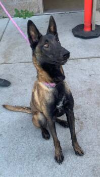 Rescue Belgian Shepherd Malinois Dogs for Adoption in Kuna, Idaho - Snickers | PetCurious
