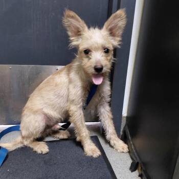 Bentley -  Terrier and Mixed Breed Dog for Adoption in San Francisco, California - Bentley | PetCurious