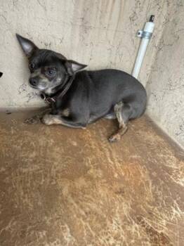 Mixed Breed Dogs Available for Adoption in West Palm Beach, Florida - DOOBEE | PetCurious