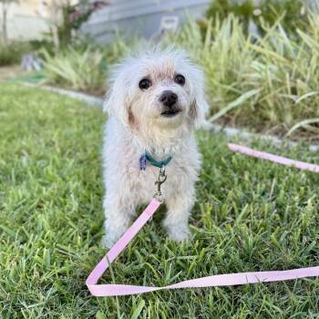 Kay -  Miniature Poodle and Shih Tzu Dog for Adoption in Freeport, Florida - Kay | PetCurious