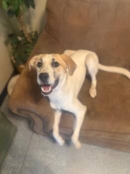 Rescue Yellow Labrador Retriever Dogs for Adoption in Pinetop-lakeside, Arizona - Copper | PetCurious