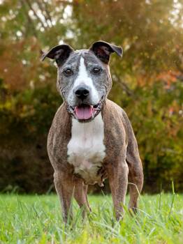 Rescue Boxer Dogs for Adoption in Derwood, Maryland - Netta | PetCurious