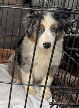 Australian Shepherd Dogs Available for Adoption - Todd (Flanders) (Simpsons) | PetCurious
