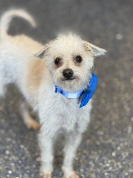 Maltipoo and Terrier Dogs Available for Adoption - Stu | PetCurious