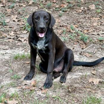 Rescue Mixed Breed Dogs for Adoption in Winnfield, Louisiana - Sunny | PetCurious