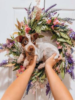 Hagrid -  Australian Cattle Dog Blue Heeler Dog for Adoption in Goodyear, Arizona - Hagrid | PetCurious