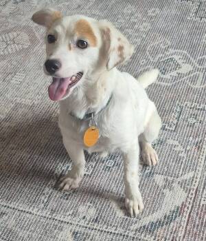 Stryder (Milo) -  Chihuahua Dog for Adoption in Colorado Springs, Colorado - Stryder (Milo) | PetCurious