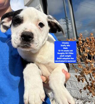 Staffordshire Bull Terrier Dogs Available for Adoption - Cheeks | PetCurious
