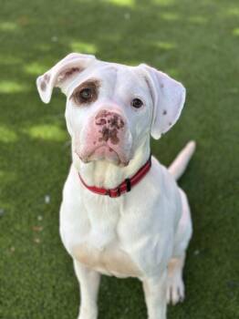 Rescue American Staffordshire Terrier Dogs for Adoption in Glendale, Arizona - Isaiah | PetCurious