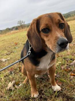 Beagle Dogs Available for Adoption in Shawnee, Oklahoma - Milo | PetCurious