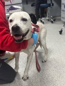 American Staffordshire Terrier and Labrador Retriever Dogs Available for Adoption - BELLA | PetCurious