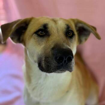 Rescue Yellow Labrador Retriever and Husky Dogs for Adoption in O