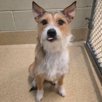 Demi -  Wirehaired Terrier and Mixed Breed Dog for Adoption in Bristol, Indiana - Demi | PetCurious