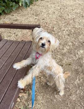 Marlon -  Silky Terrier Dog for Adoption in Vancouver, Washington - Marlon | PetCurious