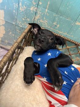Mixed Breed Dogs Available for Adoption in Dorr, Michigan - Bobby | PetCurious