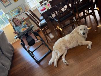 Shortbread -  Great Pyrenees Dog for Adoption in Marvin, North Carolina - Shortbread | PetCurious