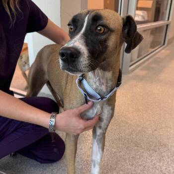 Gwendolyn -  Black Mouth Cur and Mixed Breed Dog for Adoption in Englewood, Florida - Gwendolyn | PetCurious