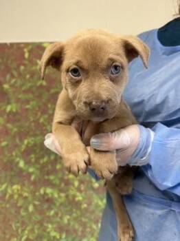 Omelet -  Labrador Retriever and Mixed Breed Dog for Adoption in San Antonio, Texas - Omelet | PetCurious