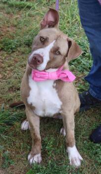 QT -  Labrador Retriever and American Staffordshire Terrier Dog for Adoption in Bandera, Texas - QT | PetCurious