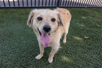 Cavalier King Charles Spaniel and Mixed Breed Dogs Available for Adoption - ROMEO | PetCurious