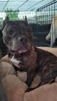 Nellie -  Pit Bull Terrier Dog for Adoption in Durango, Colorado - Nellie | PetCurious