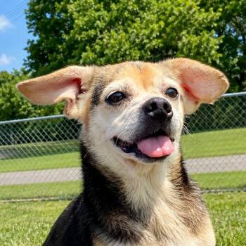 Marley -  Chihuahua and Pug Dog for Adoption in Erie, Pennsylvania - Marley | PetCurious