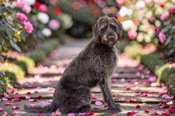 German Shepherd Dog and Poodle Dogs Available for Adoption - Jazzy | PetCurious
