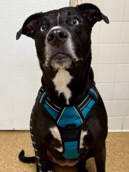 Rescue Terrier and Mixed Breed Dogs for Adoption in San Antonio, Texas - Topo | PetCurious