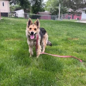 Rescue Mixed Breed Dogs for Adoption in Bismarck, North Dakota - Mia | PetCurious