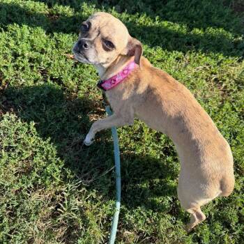 Yoko Ono -  Pug Dog for Adoption in Jackson, Missouri - Yoko Ono | PetCurious