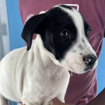 Rescue Border Collie and Labrador Retriever Dogs for Adoption in Brookshire, Texas - Rolando - Local Dec 19-21 | PetCurious